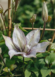 Clematis Samaritan Joe