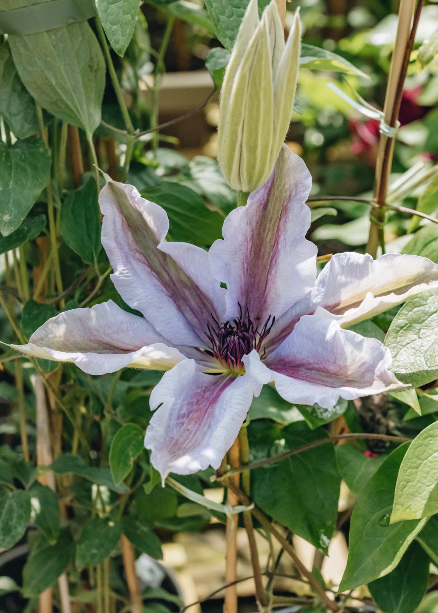 Clematis Snow Queen