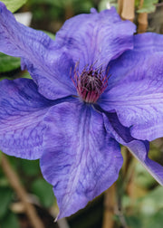 Clematis The President AGM