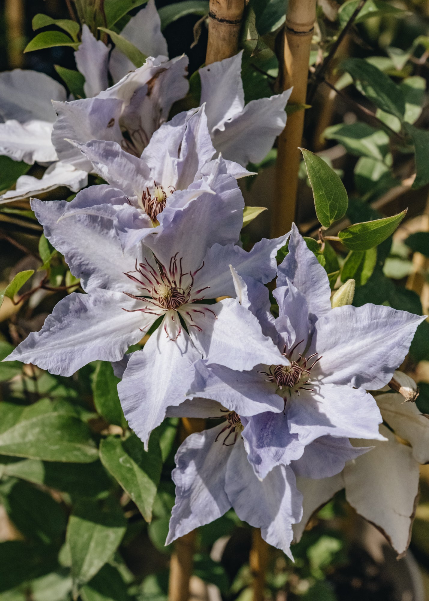 Clematis Tranquilité™, 3L 