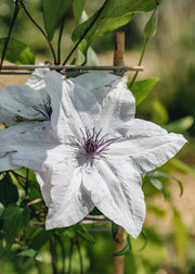 Clematis Tsukiko