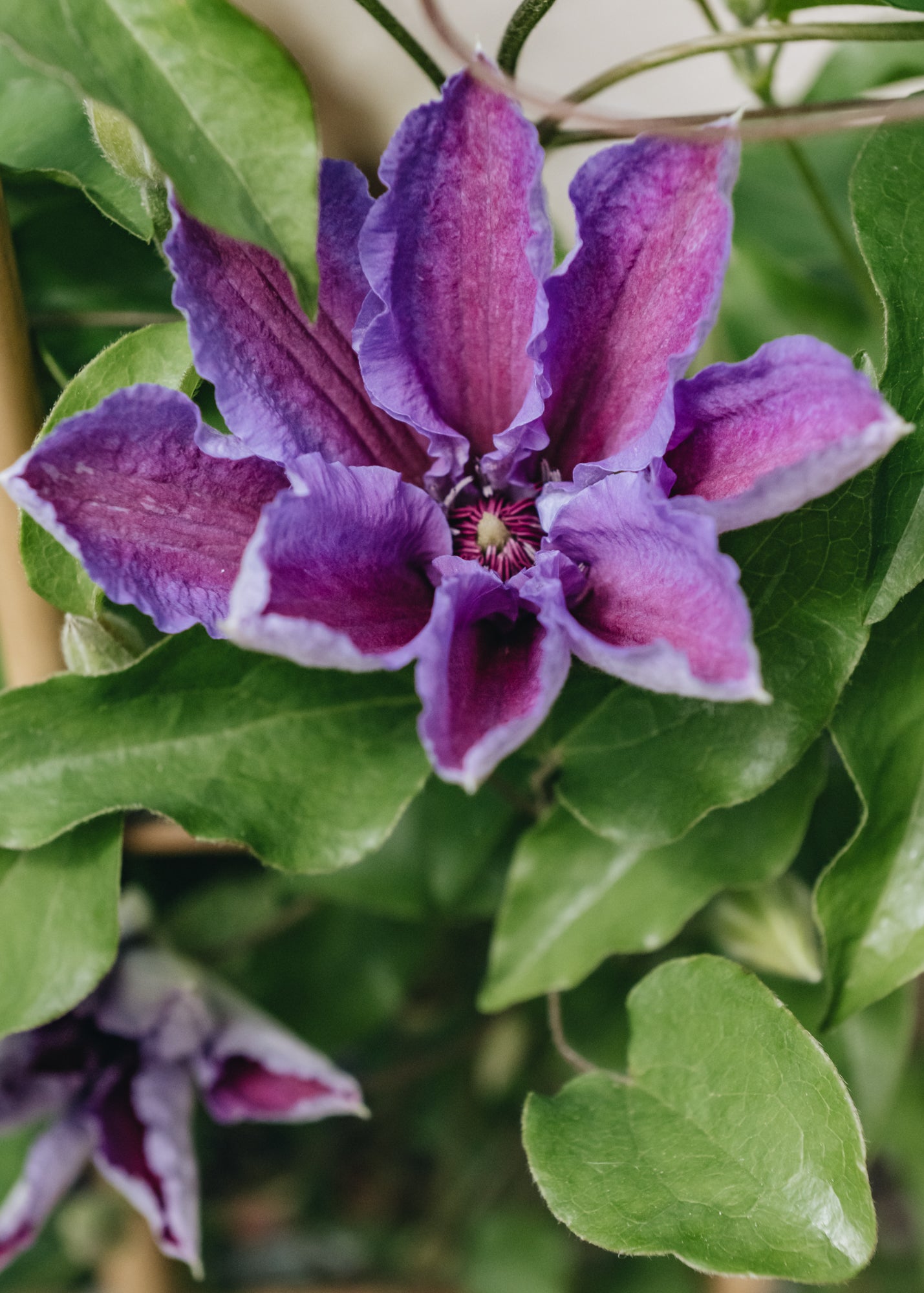 Clematis Clematis Tumaini