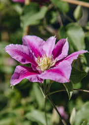 Exochorda Clematis Vicki™, 3L