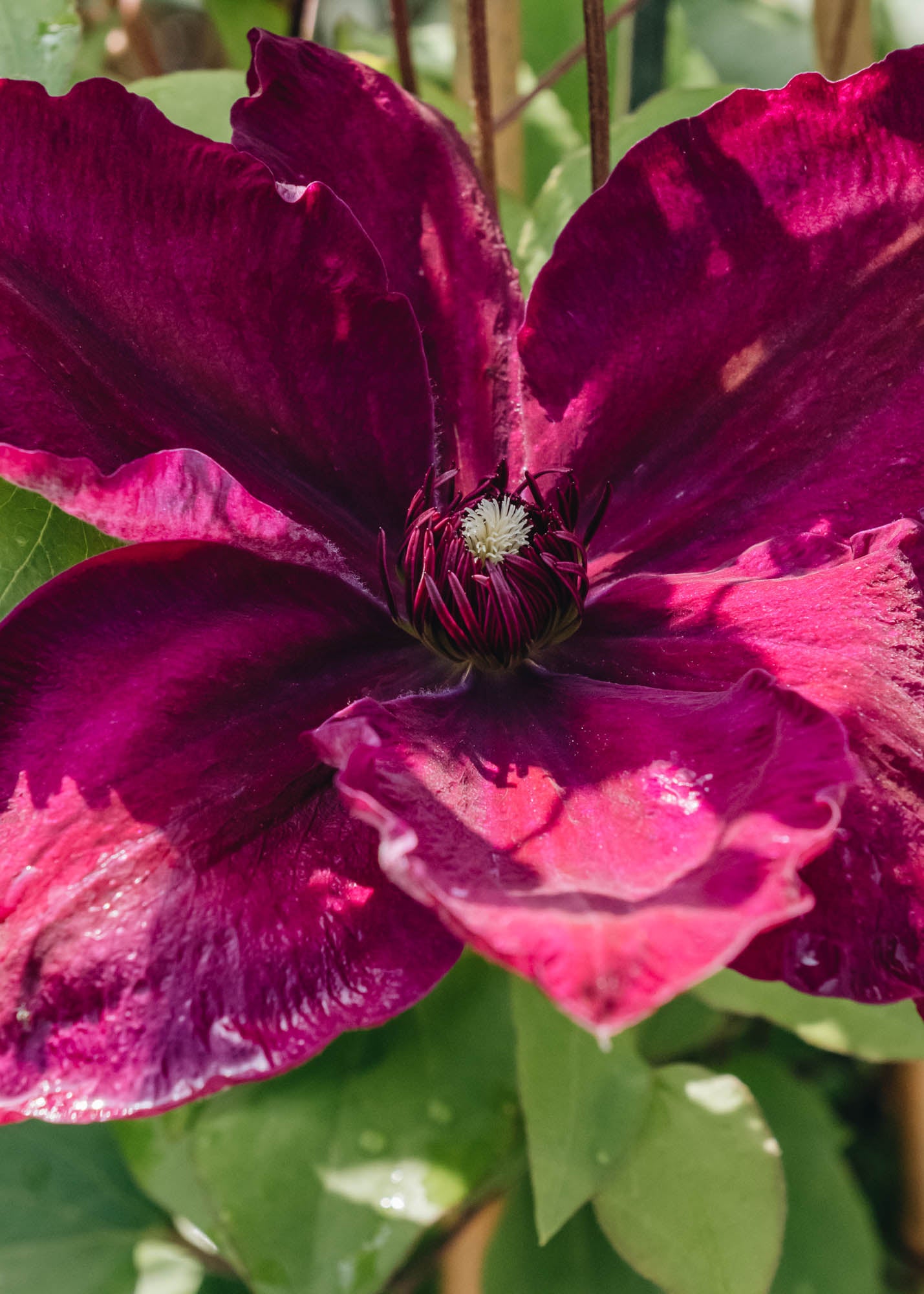 Clematis Clematis Westerplatte, 3L