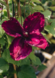 Clematis Westerplatte, 3L