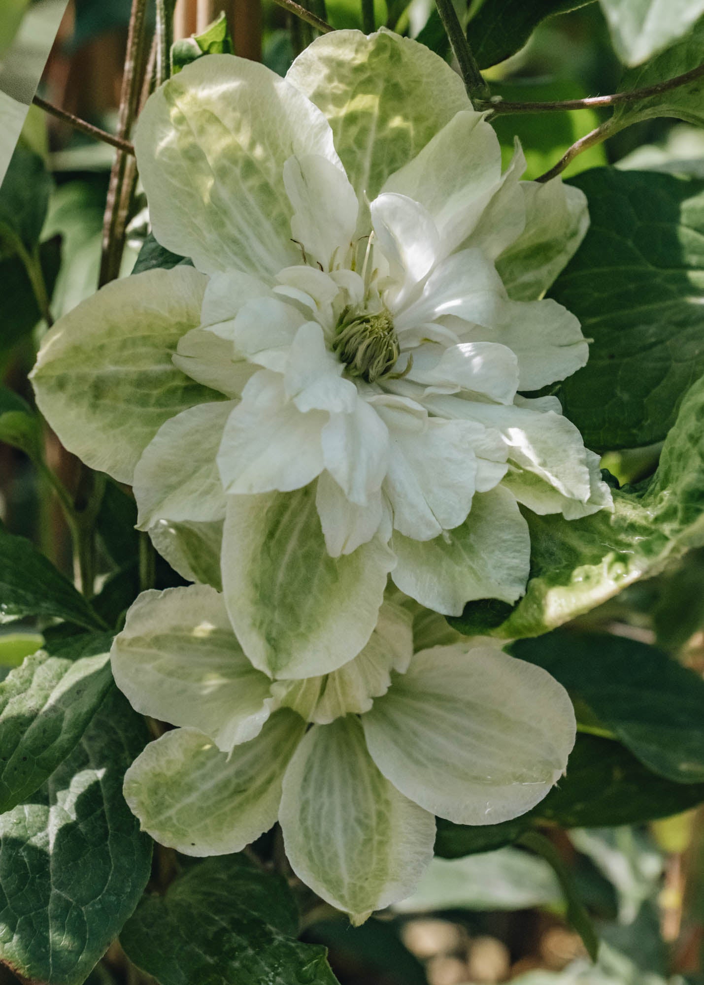 Clematis White Arabella