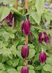 Clematis alpina Constance