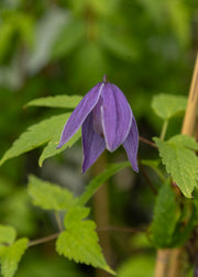 Clematis alpina 'Helsingborg', 3L