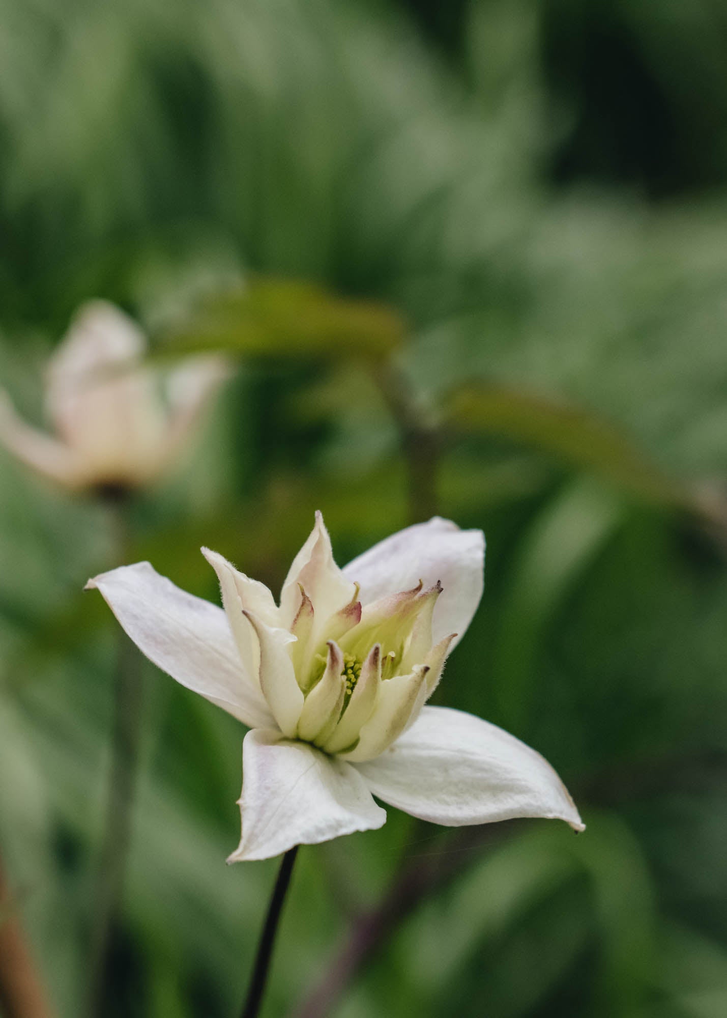 Clematis Montana Double Delight