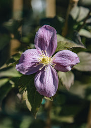 Nepeta Clematis montana 'Tetrarose', 2L