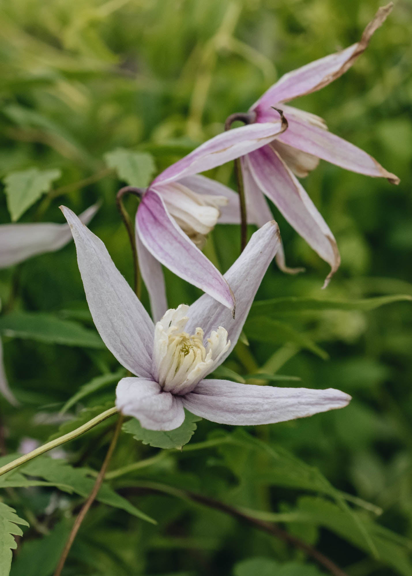 Clematis Alpina Willy