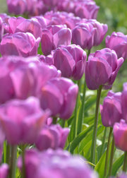 Taylors Bulbs Tulipa 'Copex' Bulbs