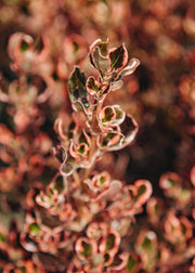 Coprosma Coprosma repens 'Eclipse', 3L