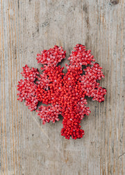 Trovelore Coral Brooch