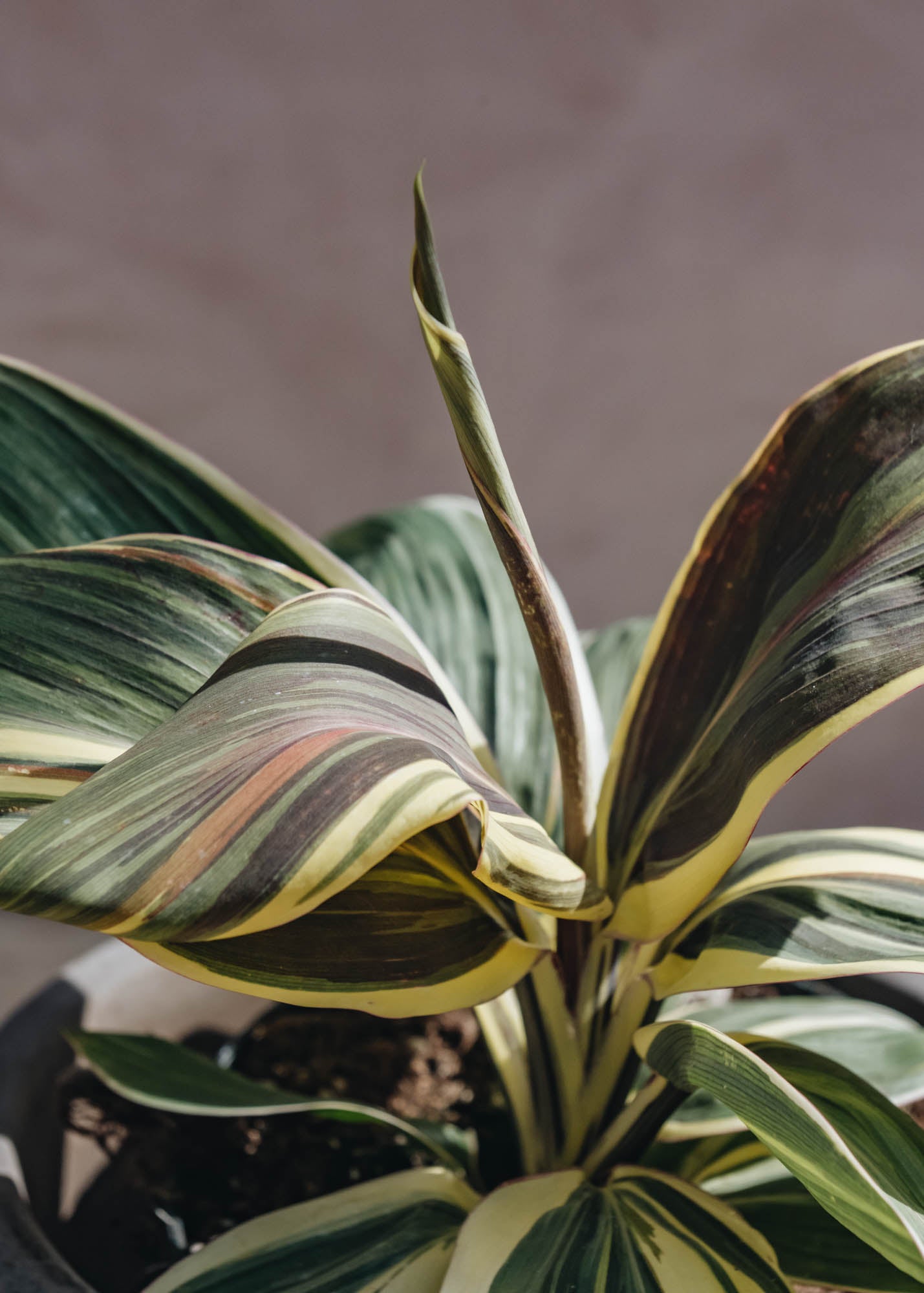 Cordyline Cordyline Chocolate Queen