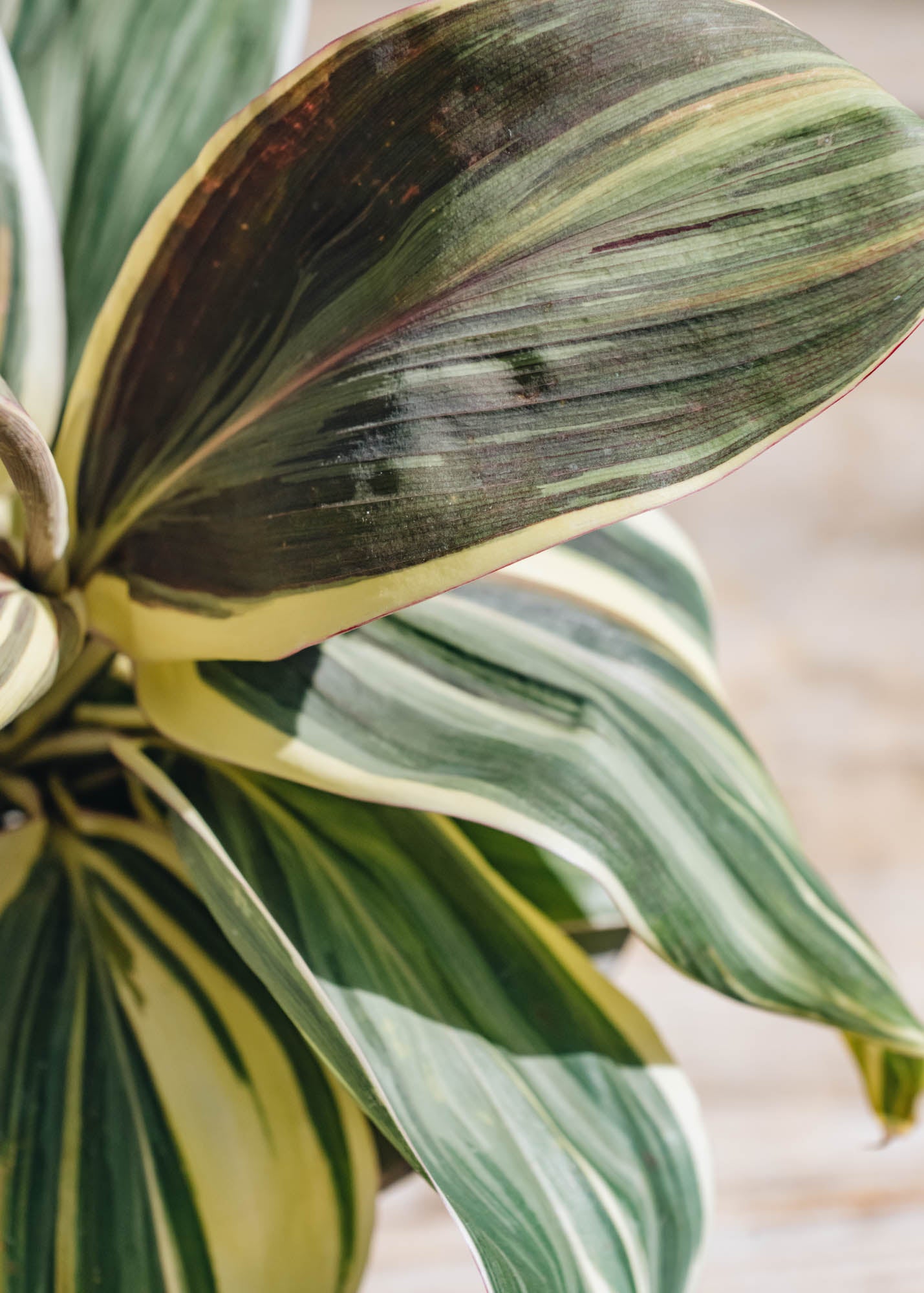 Cordyline Cordyline Chocolate Queen