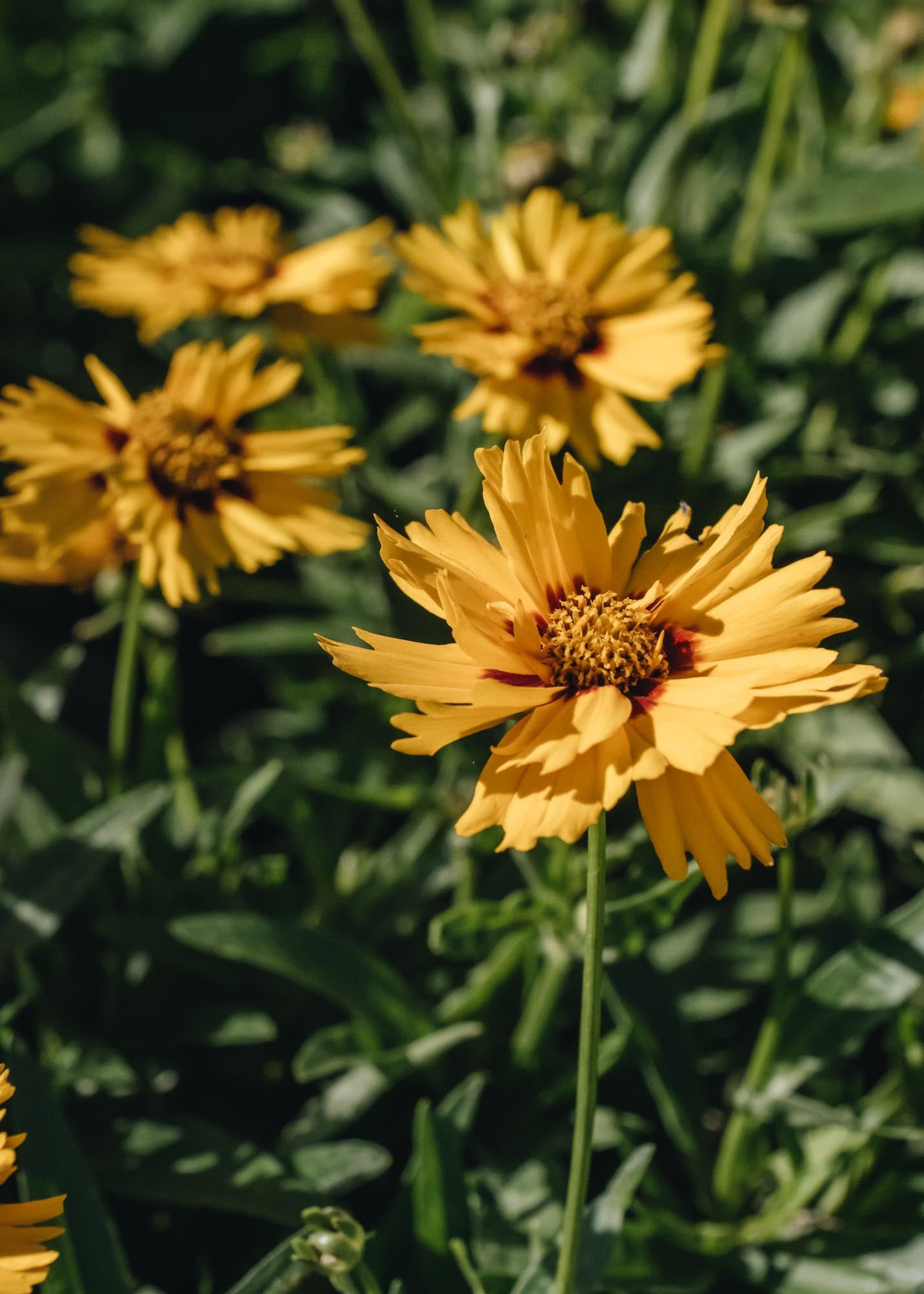 Coreopsis Coreopsis Bright Torch