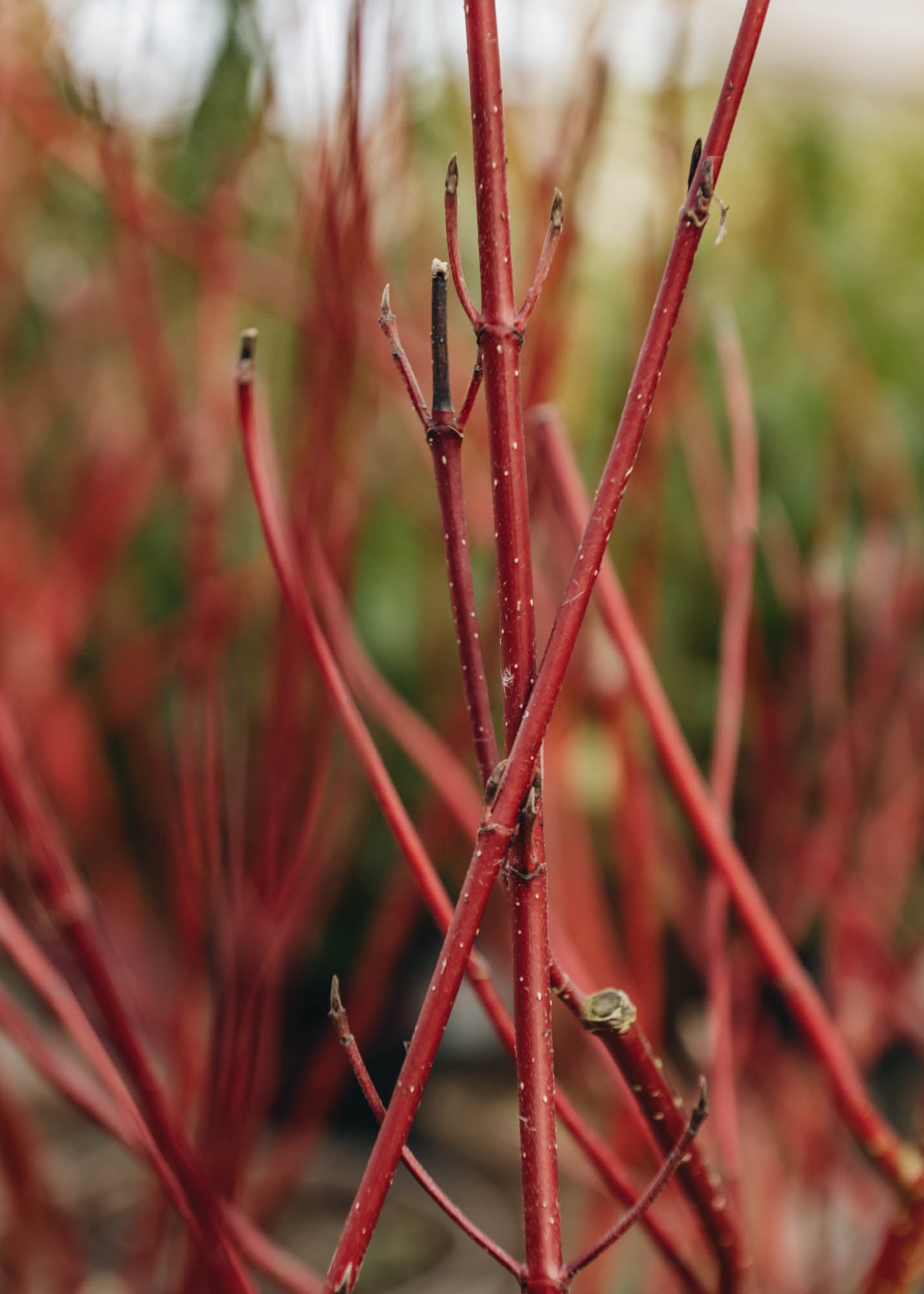 Cornus Alba Elegantissima  3L