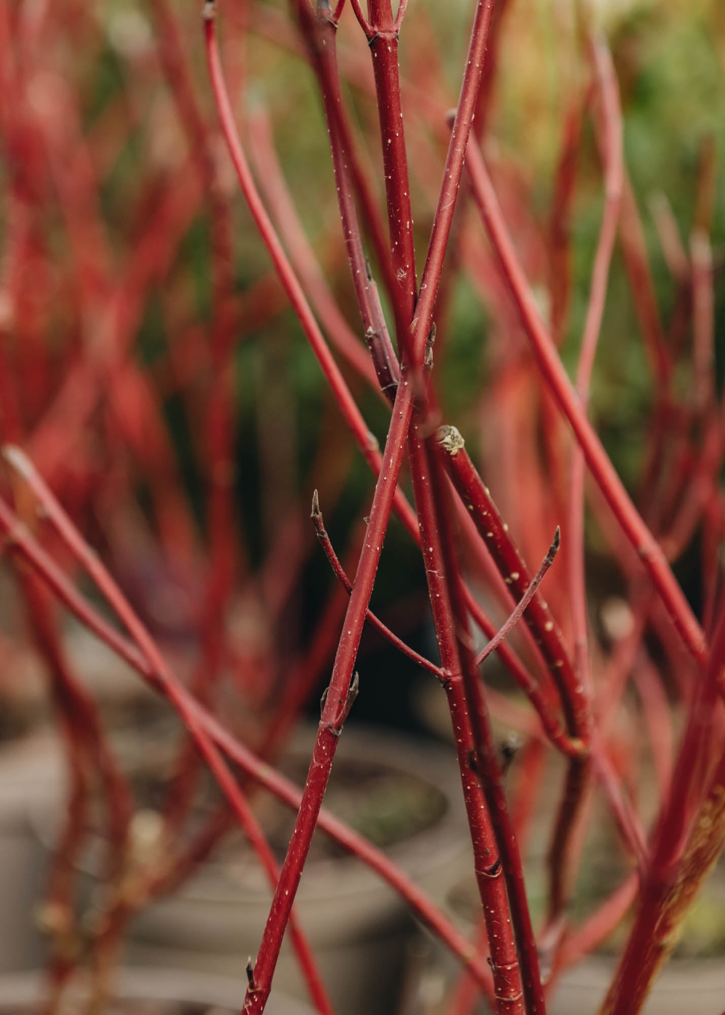 Cornus Alba Elegantissima  3L