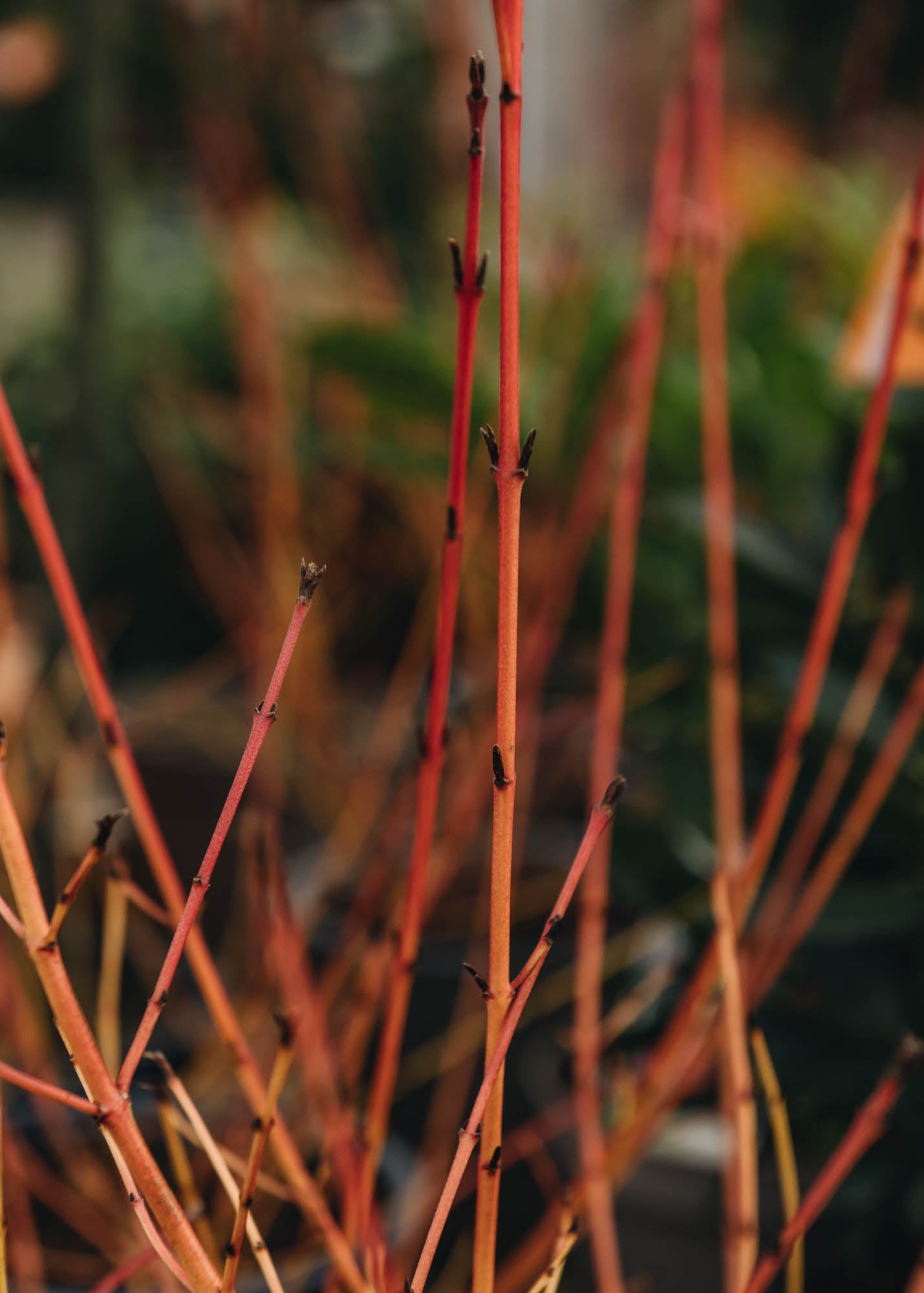 Cornus Cornus sanguinea Midwinter Fire 3L