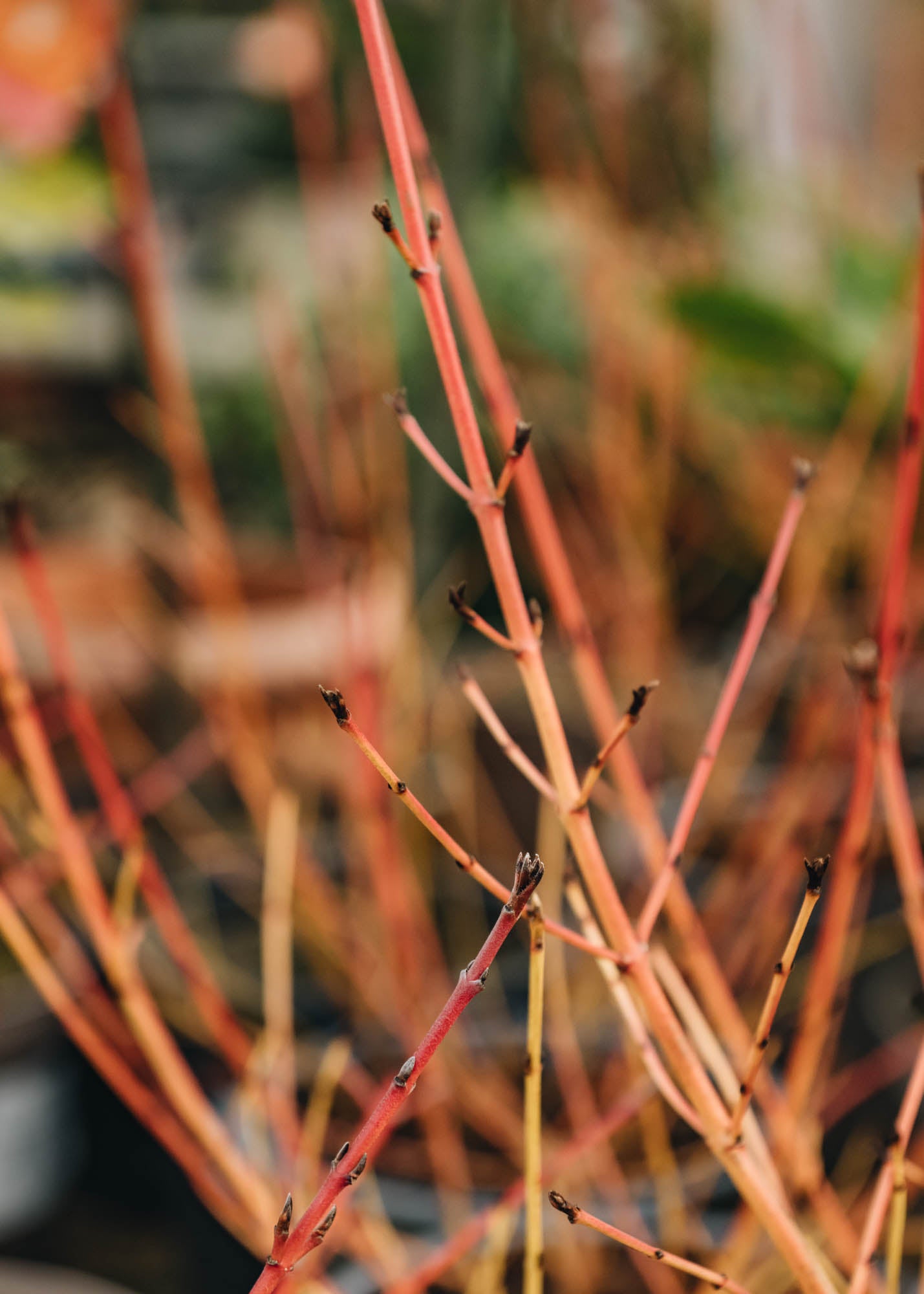 Cornus Cornus sanguinea Midwinter Fire 3L