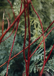 Cornus Cornus alba Miracle, 3L