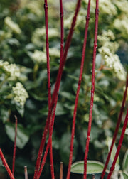 Cornus alba Nightfall, 3L