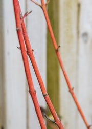 Cornus Cornus sanguina Magic Flame, 10L