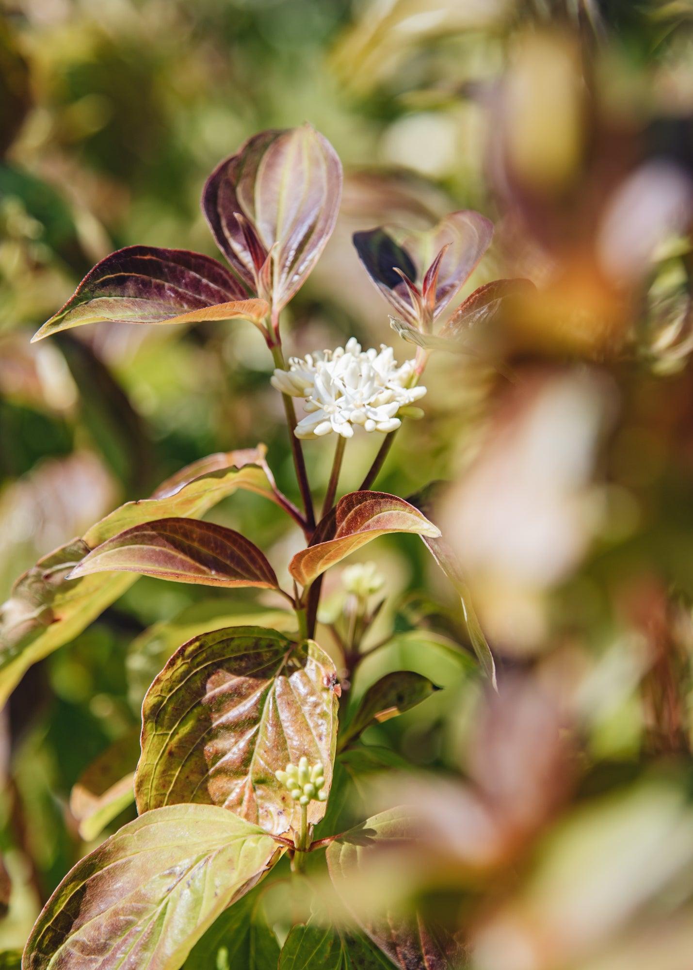 Cornus Cornus sanguina Magic Flame, 10L