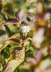 Cornus Cornus sanguina Magic Flame, 10L