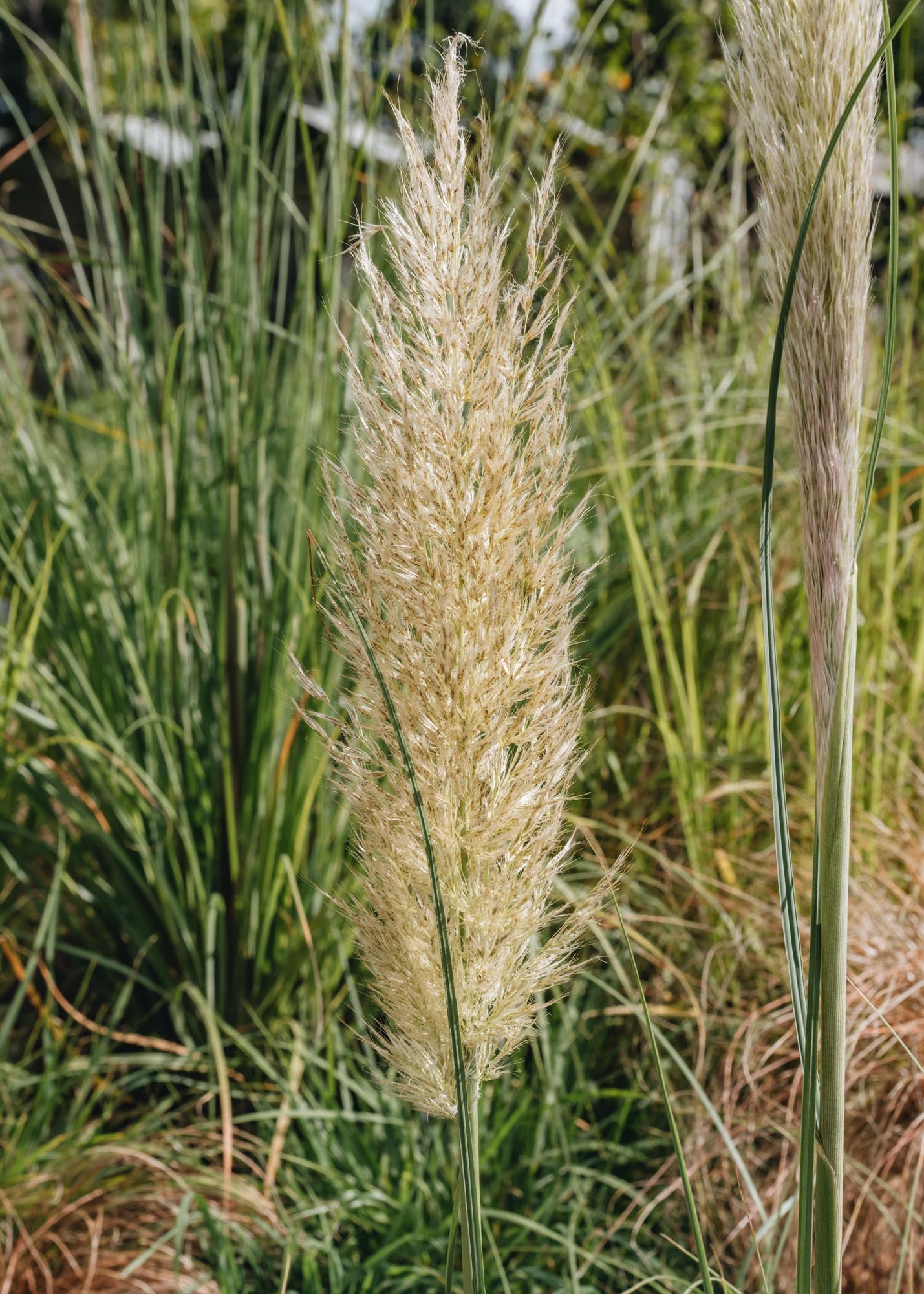 Cortaderia selloana Silver Comet