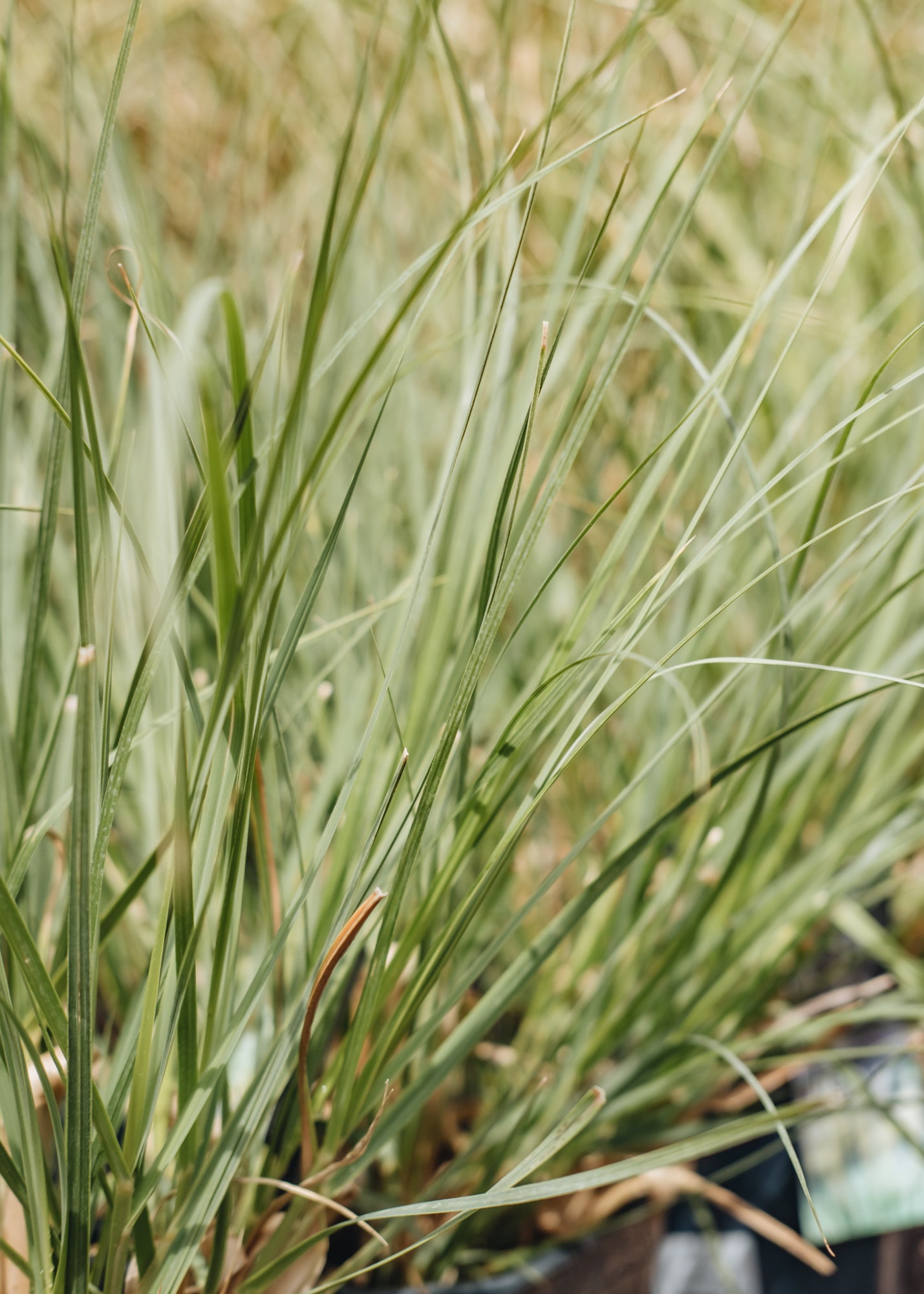Cortaderia Mini Pampas, 5L
