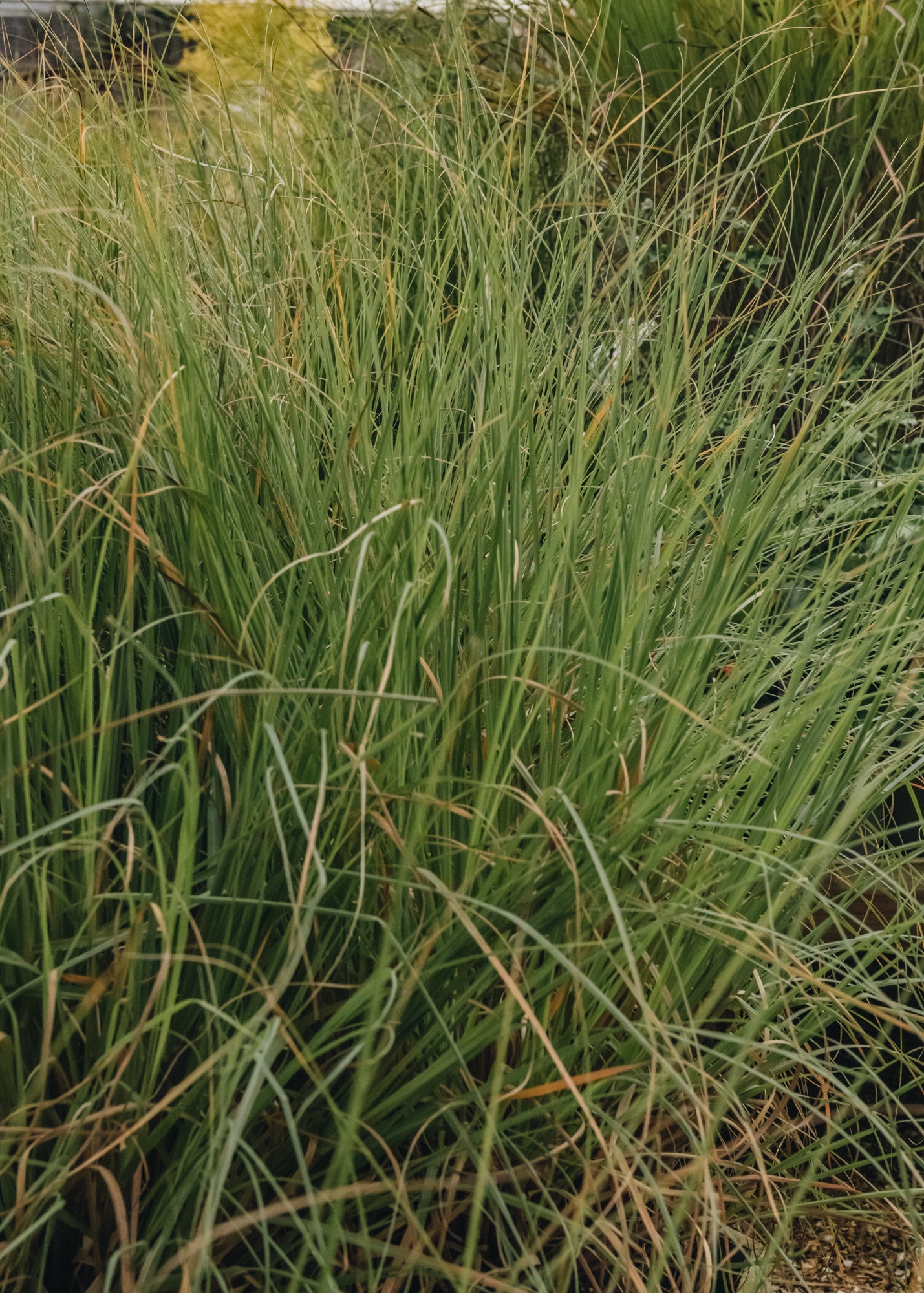 Cortaderia Sellona Pumila, 5L