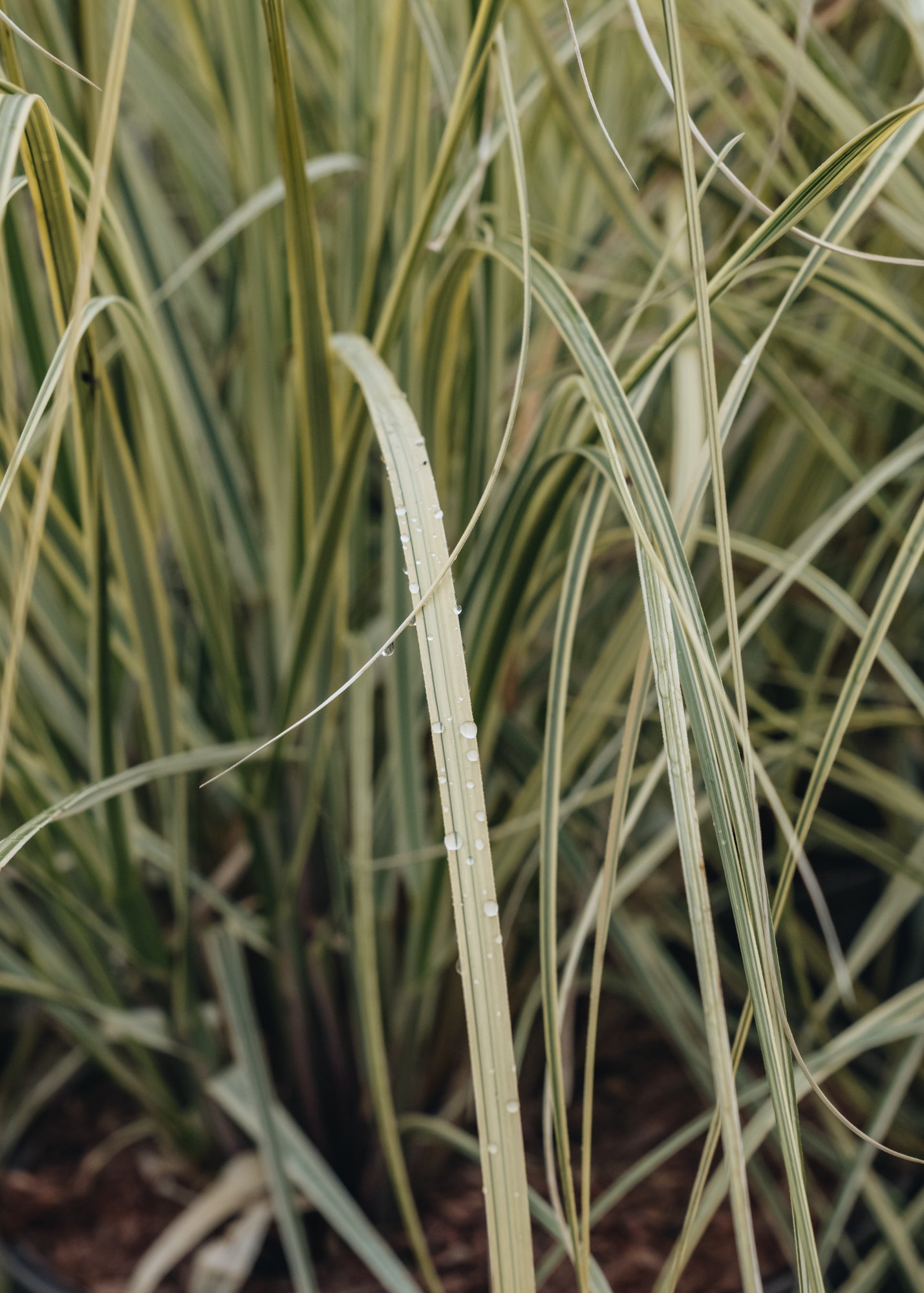 Cortaderia Cortaderia Splendid Star