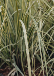 Cortaderia Cortaderia Splendid Star