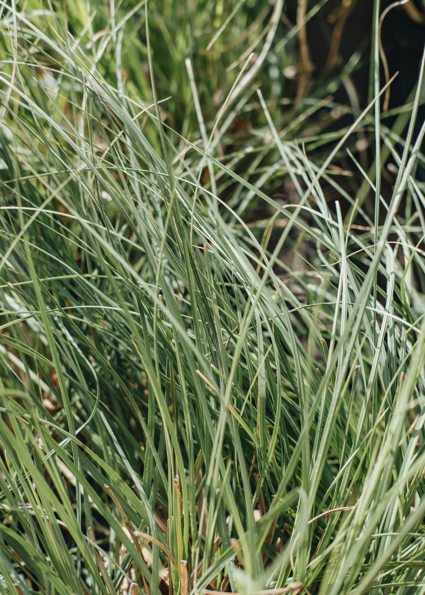 Cortaderia Cortaderia Tiny Pampa 5L