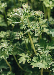 Corydalis calycosa