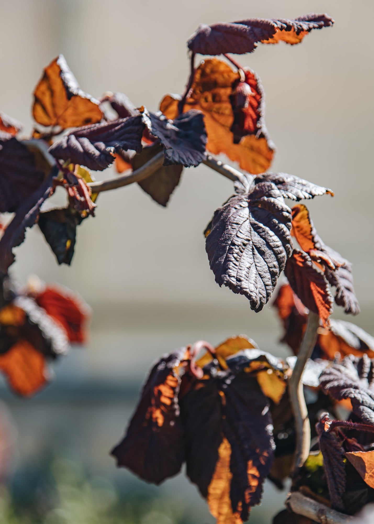 Hydrangea Corylus avellana Red Majestic, 3.5L