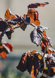 Hydrangea Corylus avellana Red Majestic, 3.5L