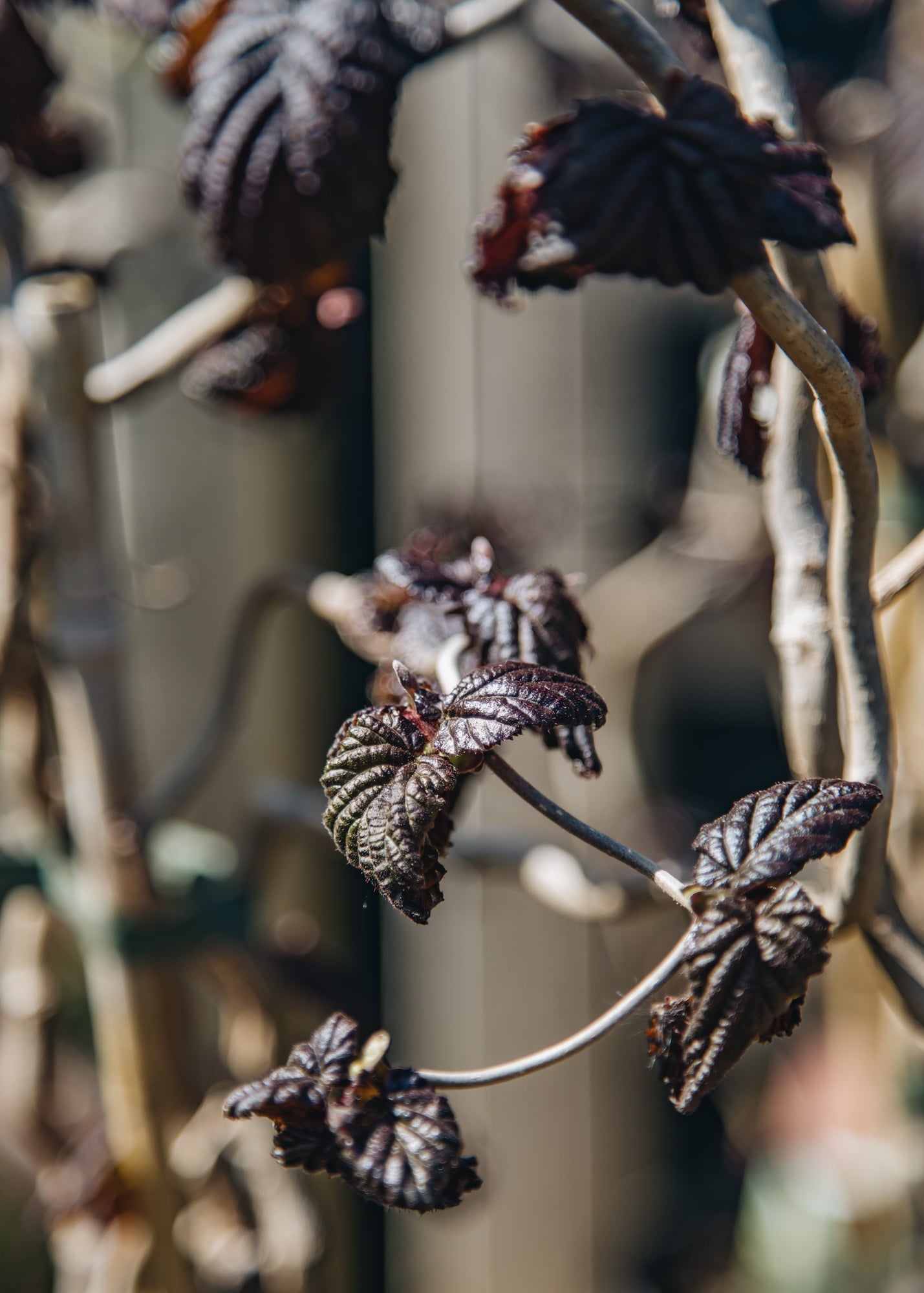 Corylus Corylus avellana Red Majestic, 3.5L