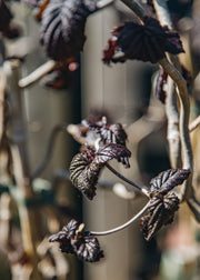 Corylus Corylus avellana Red Majestic, 3.5L