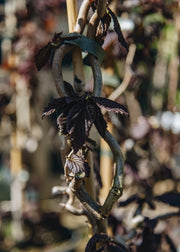 Corylus Corylus avellana Red Majestic, 3.5L