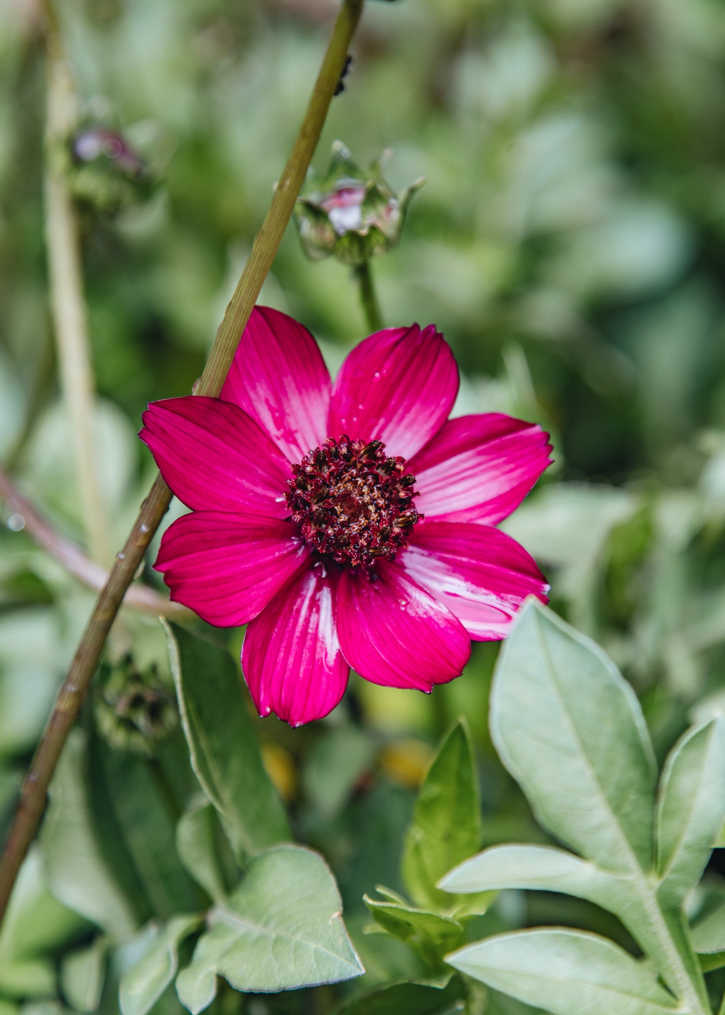 Cosmos Cherry Chocolate, 2/3L