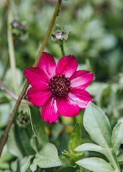 Cosmos Cherry Chocolate, 2/3L