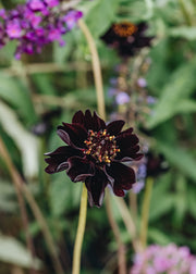 Cosmos Cosmos atrosanguineus, 1.5L