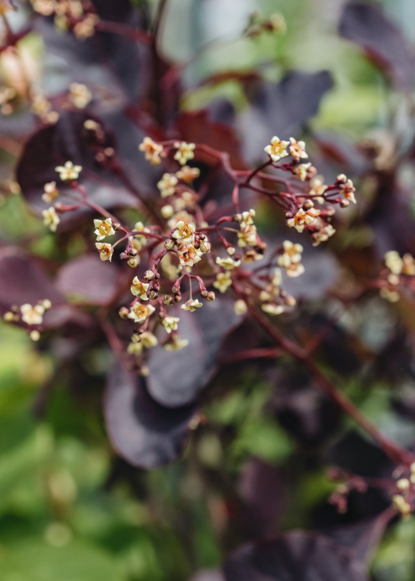 Chaenomeles Cotinus Dusky Maiden, 3L