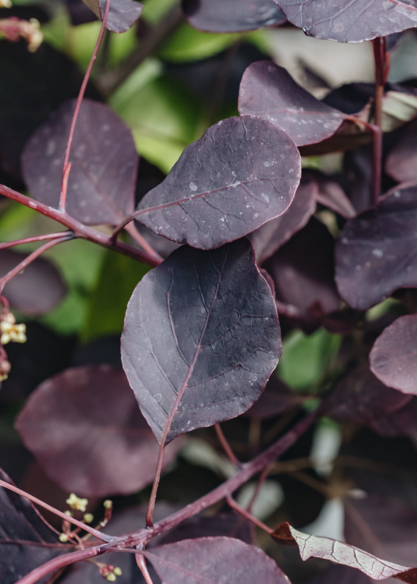 Cotinus Dusky Maiden