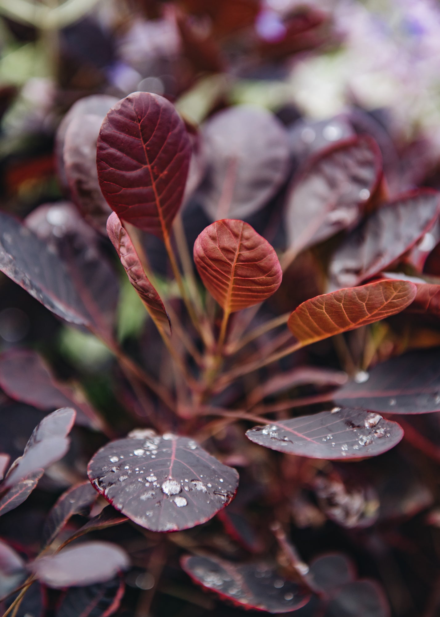 Cotinus coggygria Lilla