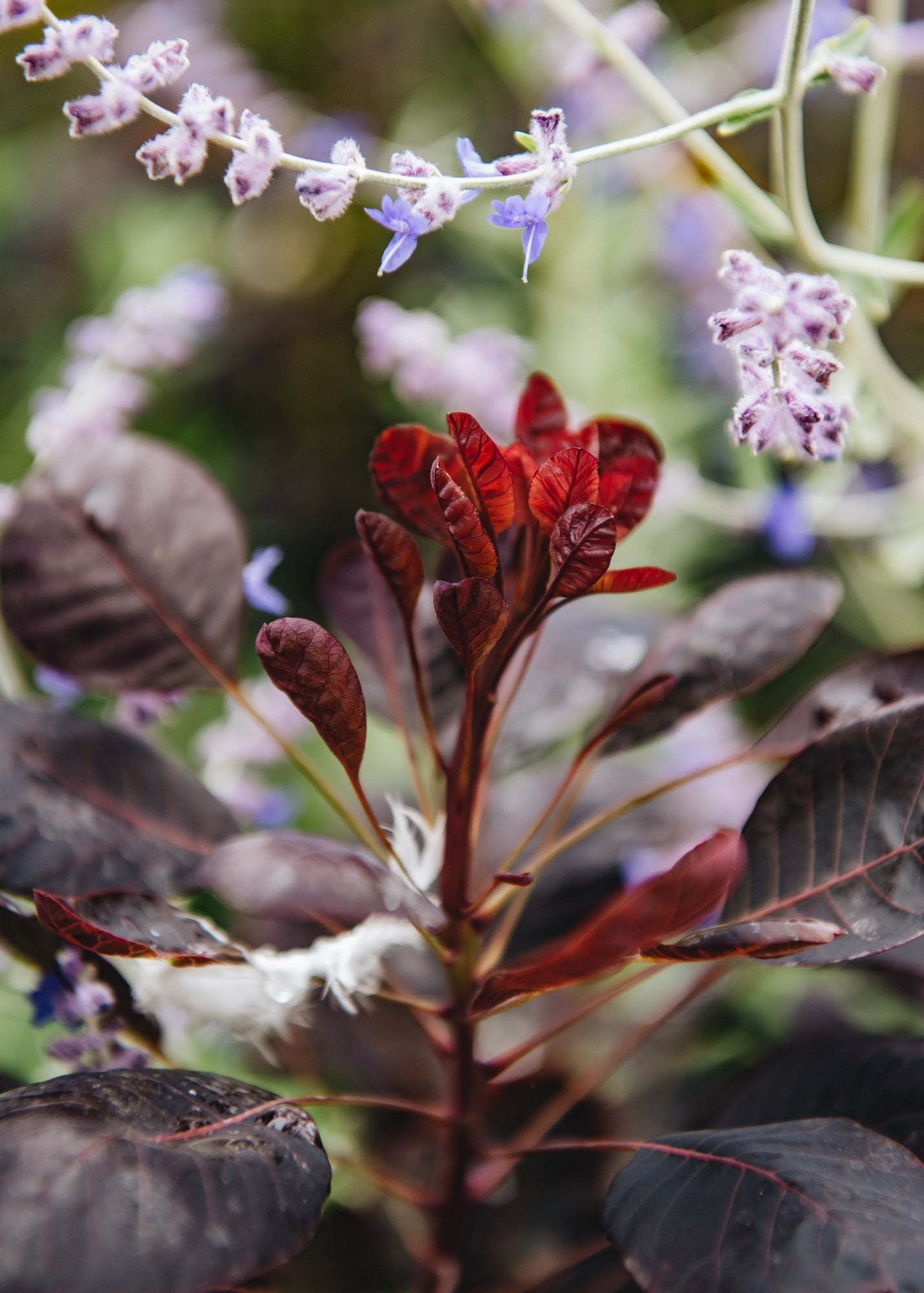 Cotinus coggygria Lilla