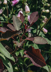 Cotinus Cotinus coggyria Ruby Glow, 3L